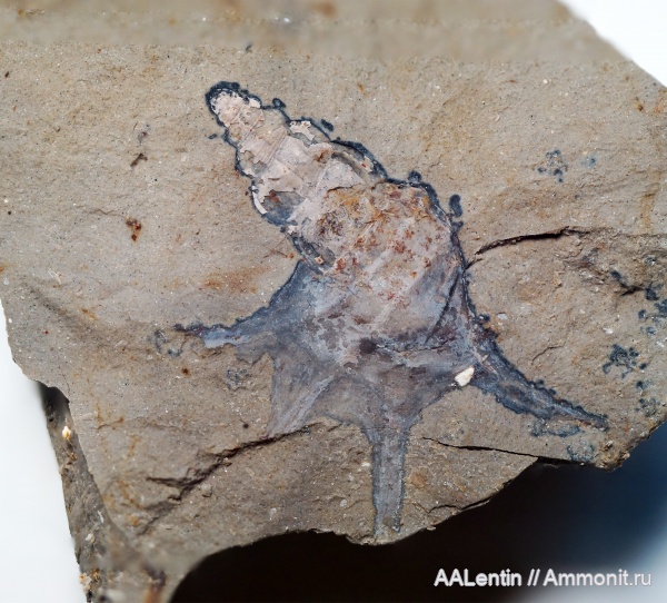 гастроподы, юра, Самарская область, средний подъярус волжского яруса, Aporrhaidae, Заводское обнажение