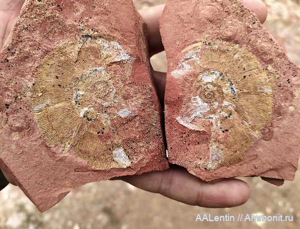 аммониты, юра, Zaraiskites, волжский ярус, Самарская область, зона Dorsoplanites panderi, Яблоновый овраг, Zaraiskites densecostatus