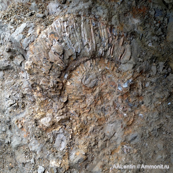 аммониты, юра, Самарская область, Заводское обнажение, нижневолжский подъярус, Jurassic, Michailoviceras