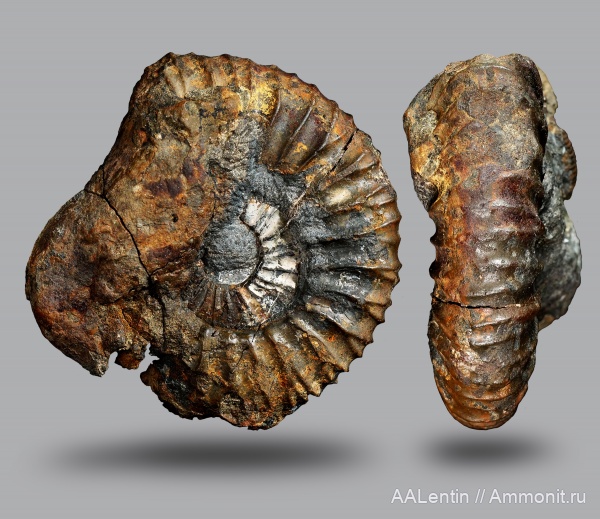 аммониты, юра, Virgatites, Самарская область, Virgatites pallasianus, Заводское обнажение, Jurassic