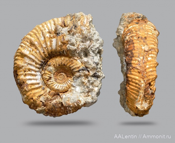 аммониты, юра, Kosmoceras, келловей, Дубки, Kosmoceratidae, Саратовская область