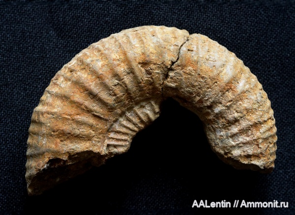 аммониты, юра, Dorsoplanites, Самарская область, Dorsoplanites panderi, Заводское обнажение, нижневолжский подъярус, Jurassic