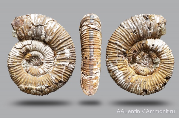 аммониты, юра, келловей, Peltoceras, Дубки, Саратовская область, Peltoceratinae, Aspidoceratidae