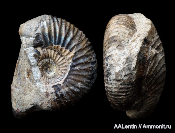 аммониты, юра, Buchia, Самарская область, Epivirgatites, Epivirgatites bipliciformis, Заводское обнажение