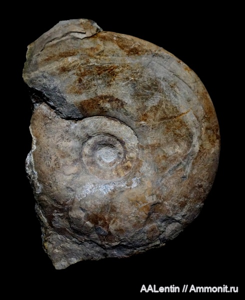 аммониты, юра, макроконхи, Самарская область, Craspedites, Craspedites subditus, Заводское обнажение