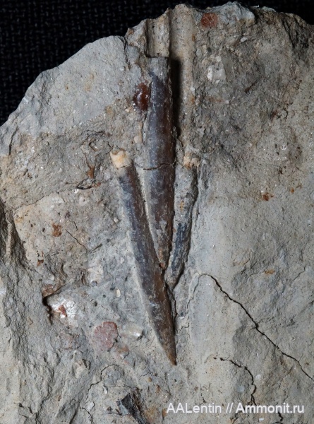 белемниты, юра, Самарская область, Заводское обнажение, нижневолжский подъярус, Jurassic