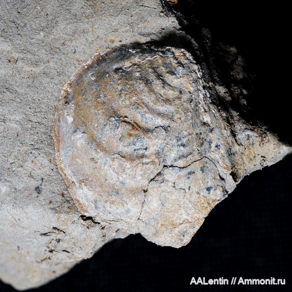 юра, двустворчатые моллюски, Самарская область, средний подъярус волжского яруса, Trigonia, тригонии, Заводское обнажение