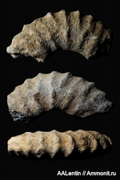 аммониты, мел, Ульяновская область, нижний мел, рязанский ярус, Riasanites