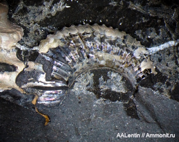 мел, гетероморфные аммониты, Ульяновская область, нижний мел, Toxoceratoides, апт, Шиловка