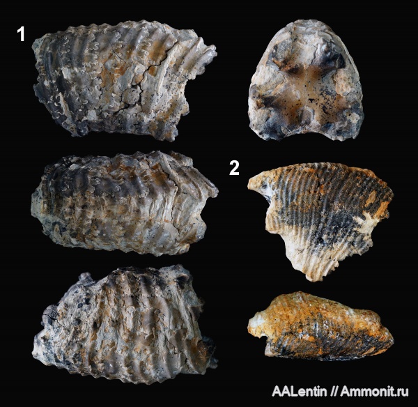 аммониты, юра, Самарская область, Заводское обнажение, нижневолжский подъярус, Jurassic, Michailoviceras аммониты, юра, Самарская область, Заводское обнажение, нижневолжский подъярус, Jurassic, Michailoviceras
