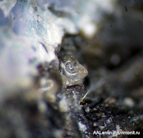 аммониты, мел, Ульяновская область, нижний мел, апт, аммонителла, Шиловка, Цемзавод