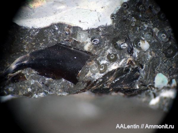 аммониты, мел, Ульяновская область, нижний мел, апт, аммонителла, Шиловка, Цемзавод