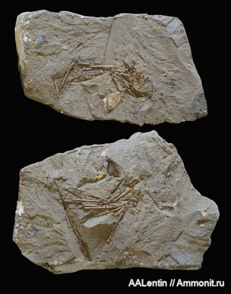 юра, Самарская область, иглы морских ежей, Заводское обнажение, нижневолжский подъярус, Jurassic