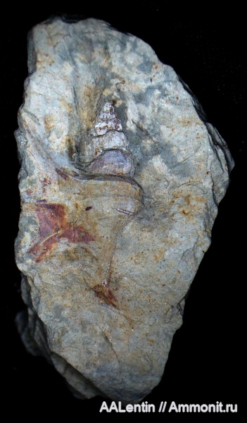 гастроподы, юра, Самарская область, средний подъярус волжского яруса, Aporrhaidae, Заводское обнажение