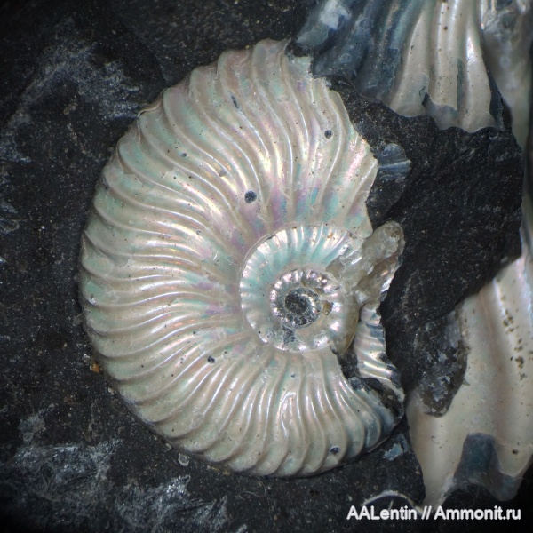 аммониты, мел, нижний мел, Deshayesites, апт, Шиловка, Цемзавод