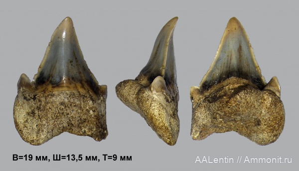 зубы, акулы, Cretalamna, сеноман, зубы акул, Саратовская область, Cenomanian, teeth, shark teeth, sharks