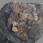 Аммонит Michailoviceras