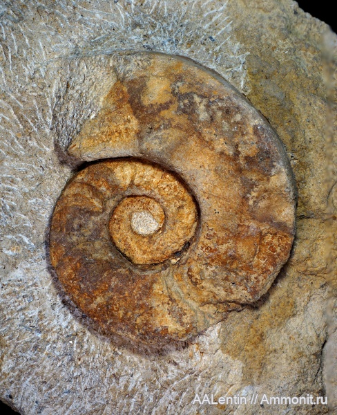 Нижний карбон окрестностей г. Новомосковск Тульской области