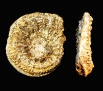 Аммонит Amoeboceras