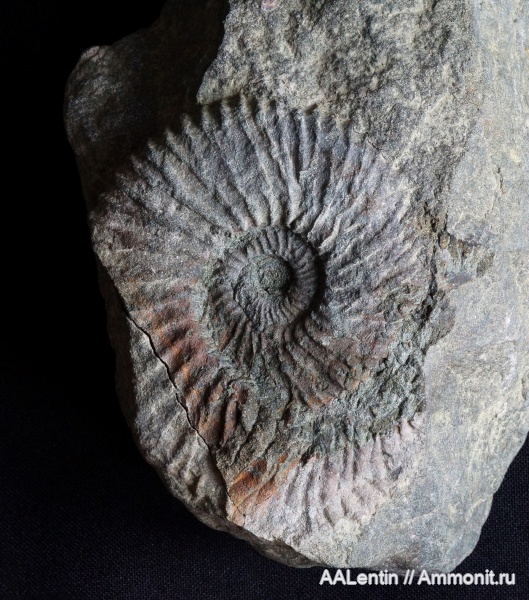 аммониты, юра, волжский ярус, Самарская область, Taimyrosphinctes, Заводское обнажение, Jurassic