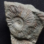 Аммонит Taimyrosphinctes 2