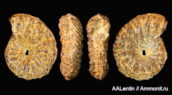 аммониты, юра, оксфорд, Amoeboceras, Самарская область, Заводское обнажение