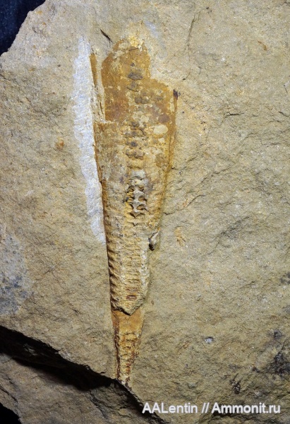 нижний карбон, Тульская область, Nautiloidea, Loxoceras, Actinocerida, визейский ярус, тульский горизонт