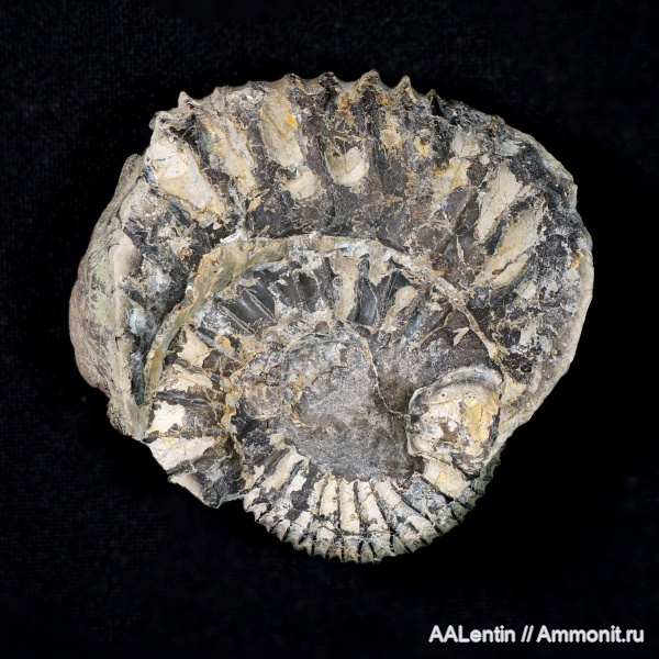 аммониты, юра, кимеридж, Самарская область, устрицы, Sarmatisphinctes, Заводское обнажение