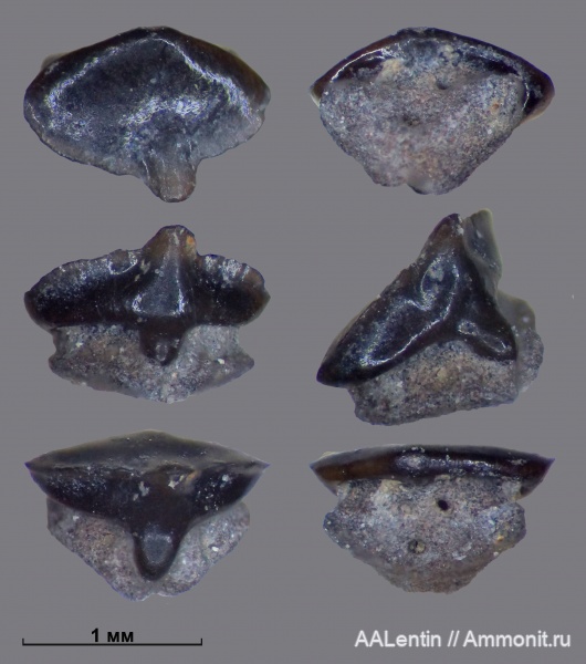 юра, рыбы, кимеридж, Самарская область, зубы акул, Заводское обнажение, Protospinax