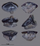 Зуб кимериджской акулы Protospinax?