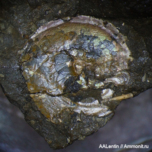 аммониты, юра, кимеридж, Самарская область, ушки, Glochiceras, Заводское обнажение, Glochiceras lens