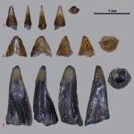 Зубы кимериджских рыб ч.1