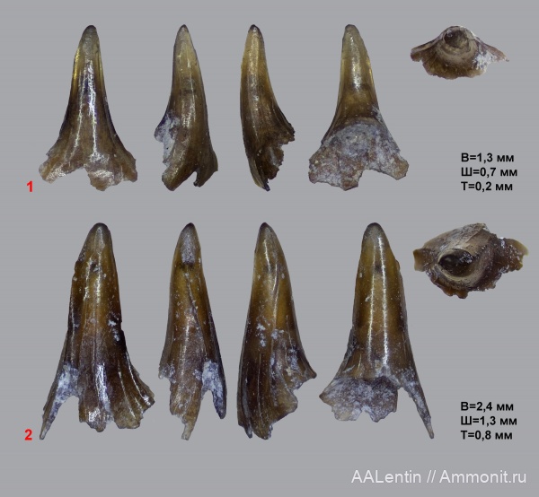 юра, акулы, кимеридж, Самарская область, Paraorthacodus, Synechodus, зубы рыб, Заводское обнажение, fish teeth, sharks