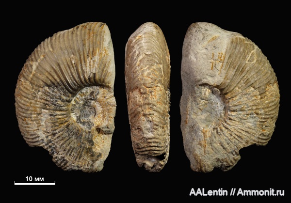 аммониты, юра, Самарская область, Заводское обнажение, нижневолжский подъярус, Jurassic, Michailoviceras