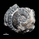 Аммонит Ilowaiskya sokolovi?