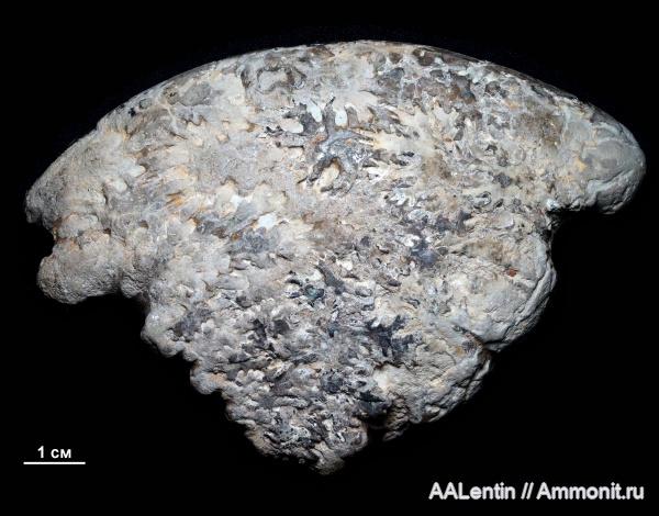 аммониты, юра, кимеридж, Самарская область, Aulacostephanus, Aulacostephanus yo, Заводское обнажение