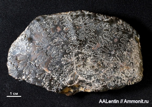 аммониты, юра, кимеридж, Самарская область, Aulacostephanus, Заводское обнажение