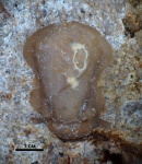 Кранидий трилобита Paladin sp.