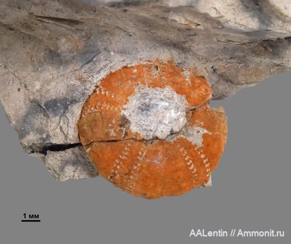 морские ежи, иглокожие, юра, Самарская область, зона Dorsoplanites panderi, средневолжский подъярус, Заводское обнажение