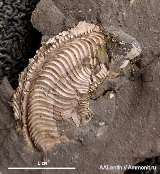 аммониты, юра, кимеридж, Самарская область, Nannocardioceras, Заводское обнажение, Kimmeridgian, Jurassic, Nannocardioceras volgae