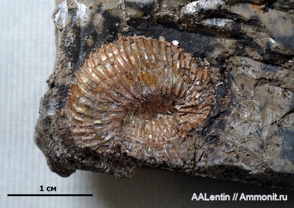 аммониты, юра, Самарская область, зона Dorsoplanites panderi, средневолжский подъярус, Заводское обнажение, Jurassic