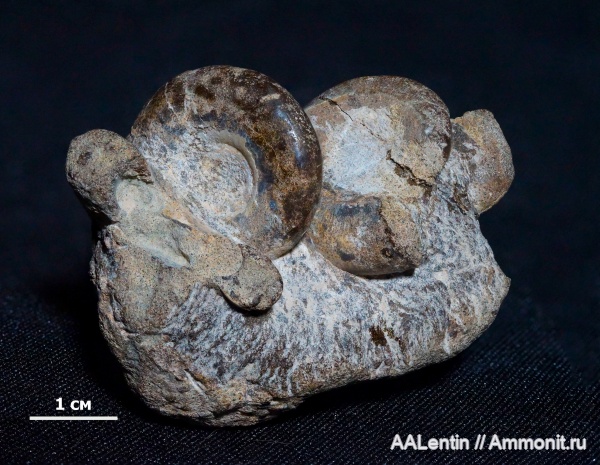 аммониты, юра, Самарская область, Kachpurites fulgens, зона Kachpurites fulgens, Заводское обнажение, верхеволжский подъярус