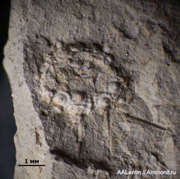 морские ежи, иглокожие, юра, Самарская область, зона Dorsoplanites panderi, средневолжский подъярус, Заводское обнажение