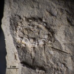 Морской ёж с иглами из зоны panderi