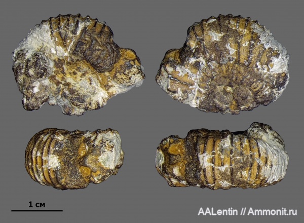 аммониты, юра, кимеридж, Самарская область, Crussoliceras, Заводское обнажение, Jurassic