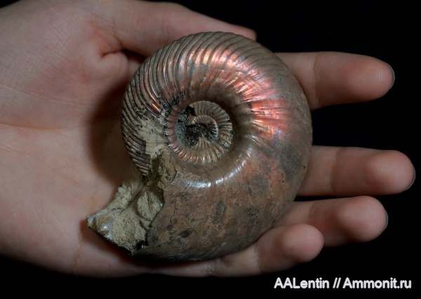 аммониты, юра, келловей, Quenstedtoceras, Quenstedtoceras lamberti, Дубки, Саратовская область, Ammonites, Callovian, Jurassic