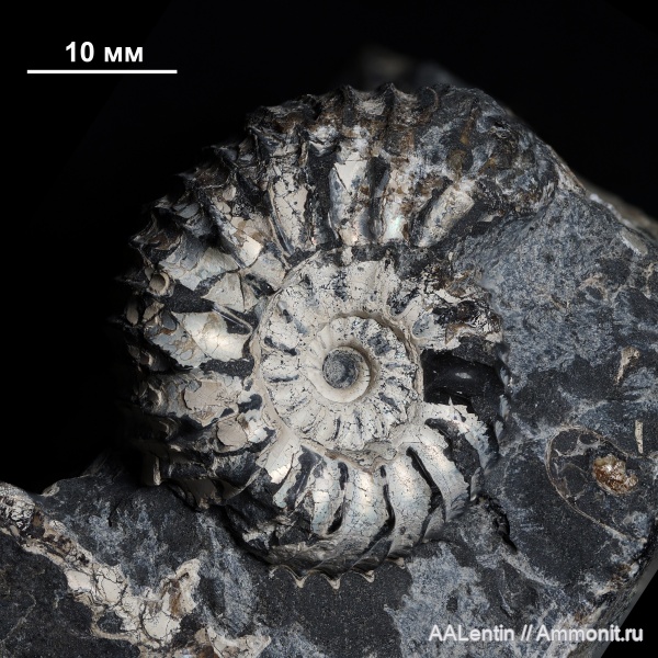 аммониты, мел, Самарская область, нижний мел, Speetoniceras, Simbirskites, Кашпир