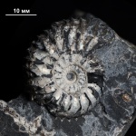 Аммонит Simbirskites