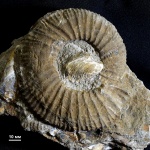 Аммонит Epivirgatites lahuseni