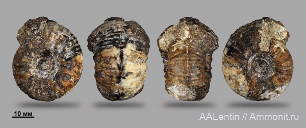 аммониты, мел, Самарская область, нижний мел, Polyptychites, валанжин, Заводское обнажение, Polyptychites polyptychus